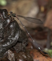 Drepanosticta acuta