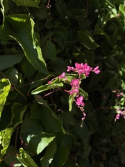Magnoliopsida