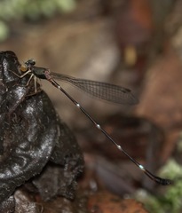 Drepanosticta acuta