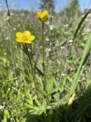 Ranunculus pedatus