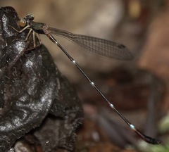 Drepanosticta acuta