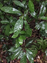 Psychotria asiatica
