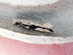 Erechthias atririvis