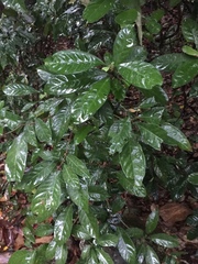 Psychotria asiatica