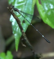 Drepanosticta acuta