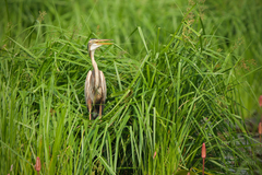 Ardea purpurea