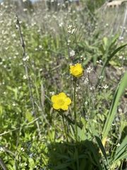 Ranunculus pedatus