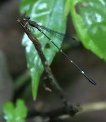 Drepanosticta acuta