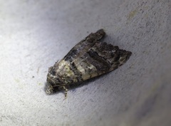 Chlumetia