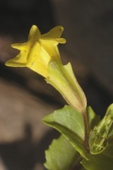 Erythranthe geyeri