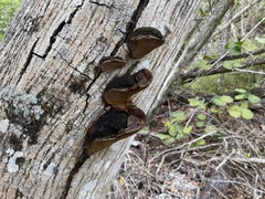 Fulvifomes floridanus