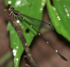 Drepanosticta acuta