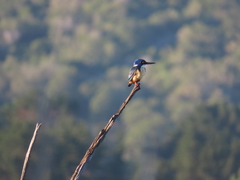 Alcedo semitorquata