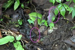 Drepanosticta acuta