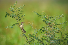 Prinia inornata