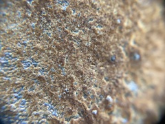 Fulvifomes floridanus