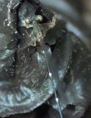 Drepanosticta acuta