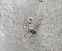 Gibbovalva singularis