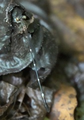 Drepanosticta acuta