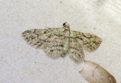 Gymnoscelis biangulata