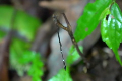 Drepanosticta acuta