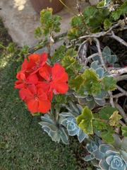 Magnoliopsida