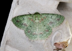 Herochroma cristata