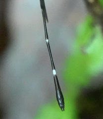 Drepanosticta acuta