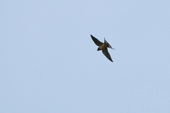 Hirundo rustica