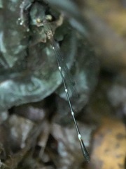 Drepanosticta acuta