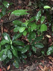Psychotria asiatica