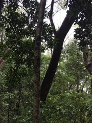 Glochidion zeylanicum