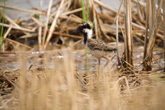 Vanellus indicus