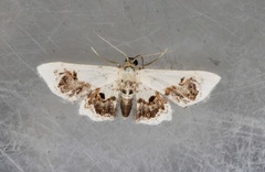 Idaea macrospila