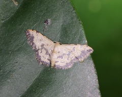 Idaea phaeocrossa