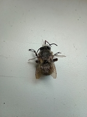 Anthophora plumipes