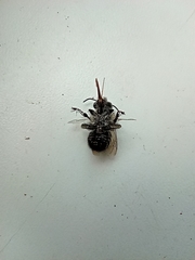 Anthophora plumipes