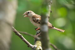 Passer domesticus