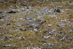Turdus pilaris