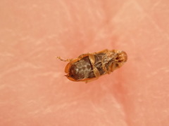 Anaspis maculata