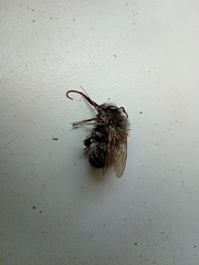 Anthophora plumipes