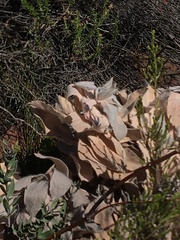 Leucospermum conocarpodendron