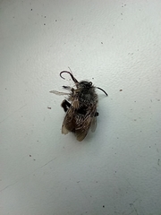 Anthophora plumipes
