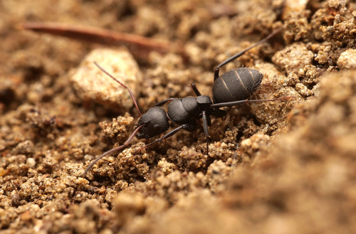 Camponotus aegaeusCamponotus aegaeus