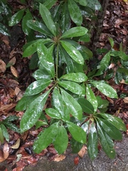 Heptapleurum arboricola