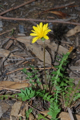 Hyoseris radiata
