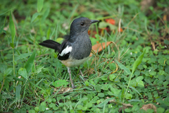 Copsychus saularis