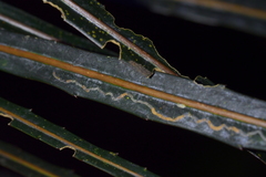 Eumetriochroa panacivagans