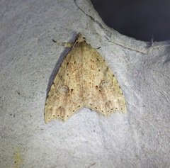 Olulis puncticinctalis