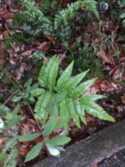 Christella acuminata